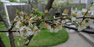 While most citrus trees are self pollinating, trees kept out of the wind in a sheltered area often need assistance. Wild Plum Flowering Time Description Seasonal Development And General Distribution In Alabama
