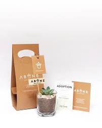 Abane Succulent Visual Branding Home Garden Package Inspiration Flower Packaging Packaging Succulent Gifts