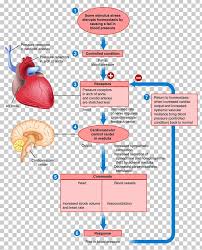 Negative Feedback Anatomy Positive Feedback Human Body Png Clipart Anatomy Area Blood Pressure Control System Control