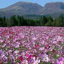 Pin By Liza Van Der Merwe On South Africa And Beyond Cosmos Flowers Beautiful Landscapes Beautiful Gardens