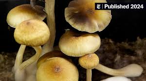 Image result for Psilocybin