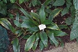 Image result for Chlorophytum macrosporum