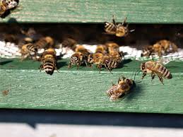 Ruthw 0 posted august 14, 2015. Why Are There Dead Bees With Their Tongues Sticking Out