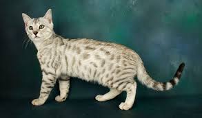 Sometimes pedigreed cats end up at the shelter after losing their home to an owner's death a bengal rescue network can help you find a cat that may be the perfect companion for your family. Bengal Cat Breed Information