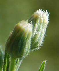 Image result for Eschenbachia