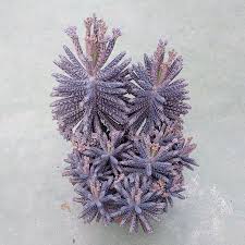 Kalanchoe Tubiflora Mother Of Millions Plants Sunnyplants Com Living Stone Plant Stone Plant Plants