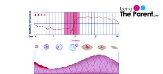 triphasic chart and pregnancy being the parent