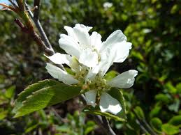 Image result for Amelanchier alnifolia