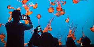 The monterey bay aquarium showcases more than 35,000 animals and plants across 550 species. Monterey Bay Aquarium Visit California
