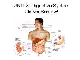 Unit 8 Digestive System Clicker Review Which Of The Following Is Not A Function Of Saliva 1 Enables Taste 2 Helps Bind Food 3 Moistens Food 4 Ppt Download