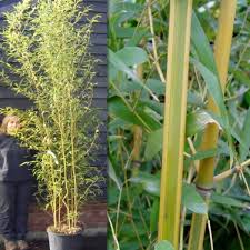 Maybe you would like to learn more about one of these? Bamboo Hedging Plants Bamboo For Hedging Buy Bamboo Plants Online