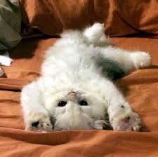She's a scottish fold munchkin and was born on april 14th. Montessori Scottish Fold Kittens Ft Lauderdale Florida