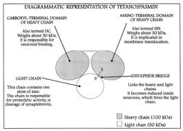 Tetanospasmin Wikipedia