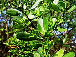 Image result for Lumnitzera racemosa