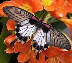 Las 12 Mariposas Mas Fascinantes Del Mundo Fotos De Mariposas Mariposas De Colores Mariposas Grandes
