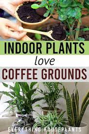 Houseplants Love Coffee Grounds Plants Patio Garden Design House Plant Care