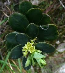 Image result for Peraceae