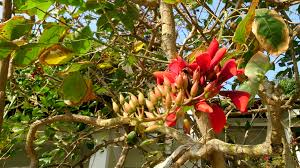 Image result for Erythrina fusca