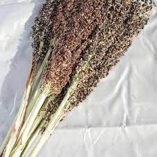 Broom Corn Red Or Black Dried Plants Natural Decorations Etsy Broom Corn Dry Plants Black Broom