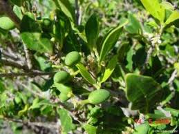 Image result for Chionanthus foveolatus