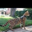 First choice Savannah Serval F1 Canada - Available