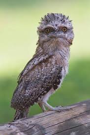 Bird With Big Mouth And Eyes Tawny Frogmouth It S The Stuff Of Fairy Tale Nightmares A Gnarled Old Tree Stump On A Dead Twisted Tree Suddenly Animais Aves De Rapina Corujas Engracadas