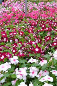 Use Vinca Periwinkle As Ground Cover Or Border Plants For Long Lasting Summer Color That Thrives On Hot Dry Weathe Flower Garden Garden Center Border Plants