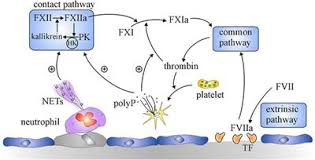 Characterization of the defect in factor xi type iii deficiency. Frontiers Factors Xi And Xii As Targets For New Anticoagulants Medicine