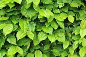 We did not find results for: Buy Hornbeam Hedging Carpinus Betulus Online Ashridge Nurseries
