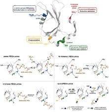 Razali abd karim & co. Frontiers Nanosized Delivery Systems For Therapeutic Proteins Clinically Validated Technologies And Advanced Development Strategies Bioengineering And Biotechnology
