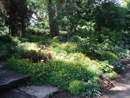 It brings an extremely fine and delicate texture to the garden composition and should be used to full effect. Yellow Fumitory For Lengthy Blooms Rotary Botanical Gardens