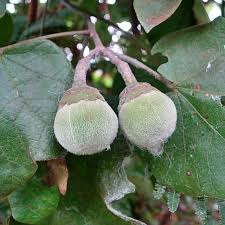 Image result for Zanha africana