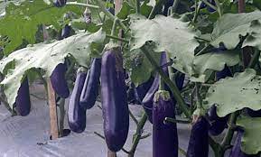 Maybe you would like to learn more about one of these? Klasifikasi Dan Morfologi Tanaman Terong Ungu Ilmu Pertanian