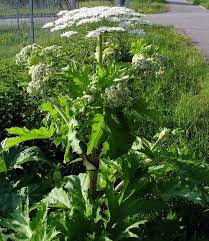 Image result for Physotrichia atropurpurea