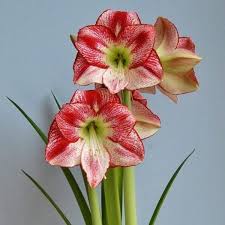 Amaryllis Pflanz Pflege Und Pflanzeneigenschaften Amaryllis Pflanzen Und Pflanzen Pflege