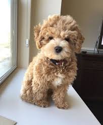 We did not find results for: Cocker Toy Poodle Www Macj Com Br