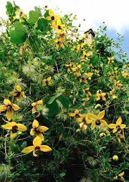 Roots should be kept cool, shaded and uniformly moist. Golden Clematis Russian Virgin S Bower Clematis Tangutica Canada