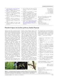 Image result for Isachne angolensis