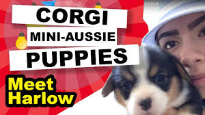 I was satisfied with the service. Mini Australian Shepherd Corgi Mix Auggie Puppies Meet The Newest Little N Youtube