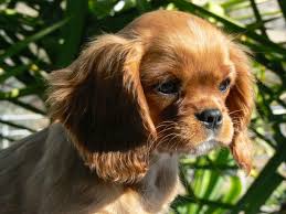 The cavalier king charles spaniel is an elegant, energetic toy breed that is compatible for city or country life. Top 5 Reasons To Own A Cavalier King Charles Spaniel Pethelpful