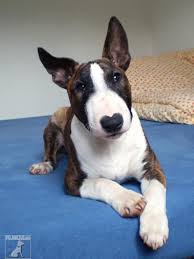 Image result for bulteriér