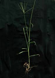 Image result for Digitaria milanjiana