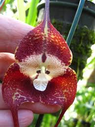 Dracula simia | Ludwig-Orchideenzucht ...