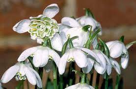 Galanthus Nivalis F Pleniflorus Flore Pleno D Plants Trees To Plant How To Make Paper Flowers