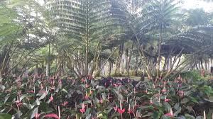 champs d anthurium sous les fougeres paysage magique de guadeloupe vacances guadeloupe paysage magique fleurs exotiques