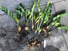 Maybe you would like to learn more about one of these? Now What My Poor Zz Was Majorly Root Rotted Even Though I Haven T Watered It I Just Chopped Off All The Mushy Rhizomes And Not Sure How To Go About Re Potting