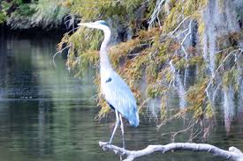 The santee cooper lake system consists of two lakes, marion 110,600 acres and moultrie 60,400 acres. Wildlife Tour Lake Marion Santee South Carolina Santee Boat Rentals