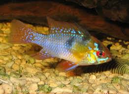 Was zeichnet den bolivianischen schmetterlingsbuntbarsch aus? Mikrogeophagus Wikipedia