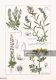 Image result for Polygalaceae