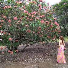 Koko Head Botanical Garden Plumerias Plumeria Tree Landscaping Plants Plumeria